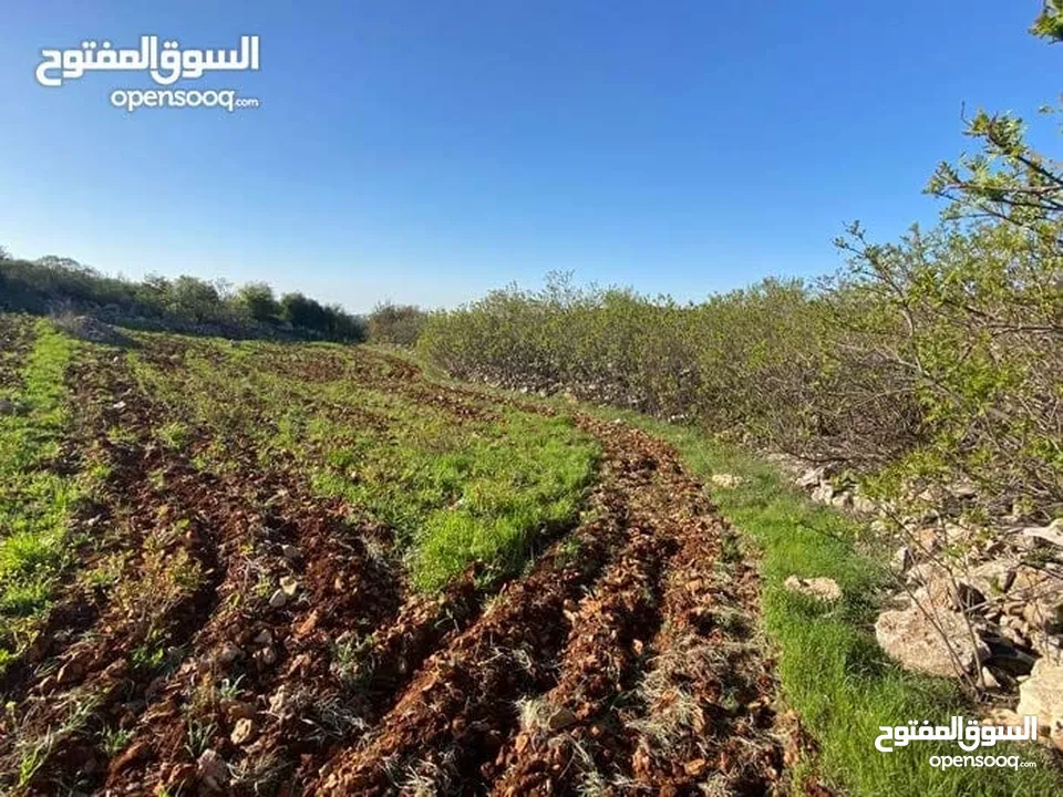 أرض في أجمل مناطق عجلون -أراضي عبين عبلين مساحتها (2100م)قوشان مستقل قريب من تلفريك عجلون 8 كيلو