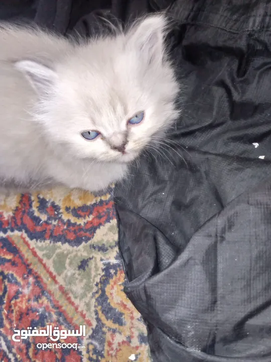 قطط للبيع همالايا ما شاء الله العمر شهر ونص