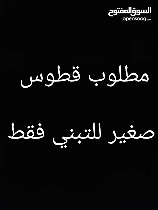 مطلوب قط صغير للتبني فقط