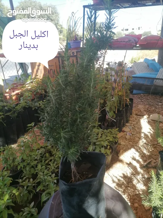 اشتال للبيع يتوفر اشتال منوعه وجميله