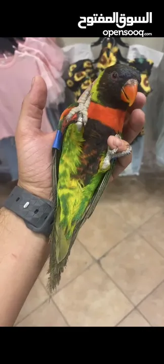 ببغاء الوري محجله الطائره حلوه