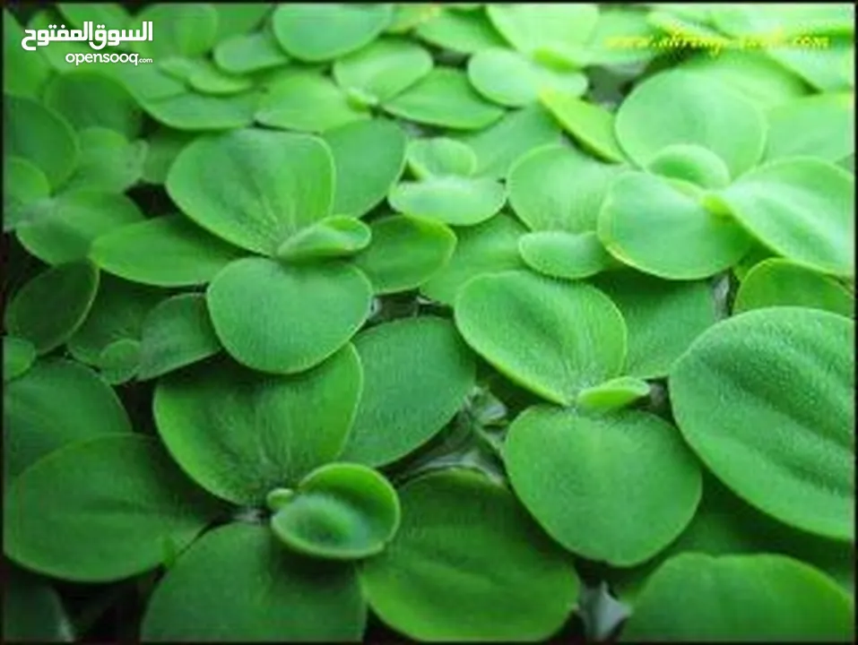 سمك ، نبات طافي طبيعي لأحواض السمك (مفيد للـ سمك) من نوع Dwarf water lettuce