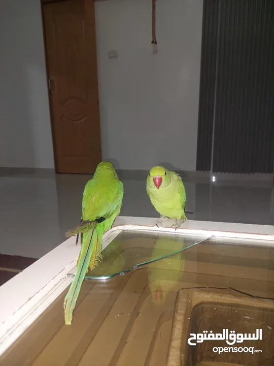 ببغاء درارة  هندي كوكو عمر سنة وريكو عمر سنة ونص اليف ولعوب ومدرب وصحتو جيدة جدا ومرح بلعب بالبيت .
