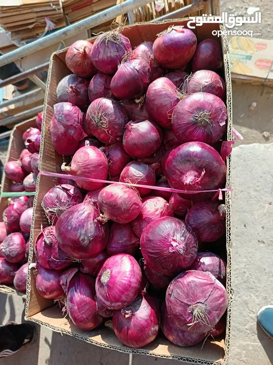 Onion 20kg