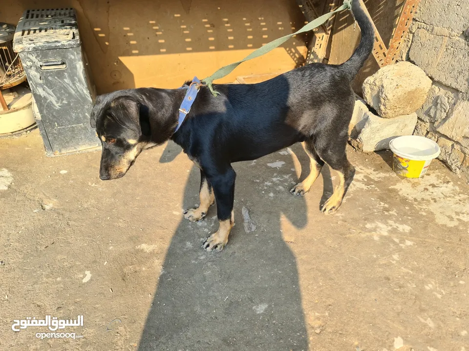 السلام عليكم ..كلب روت وايلر  مع دفتر لقاحات غير كامل بغداد الرشاد ..