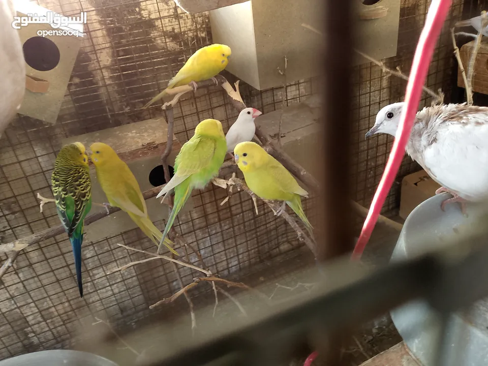 مطير عصافير للبيع