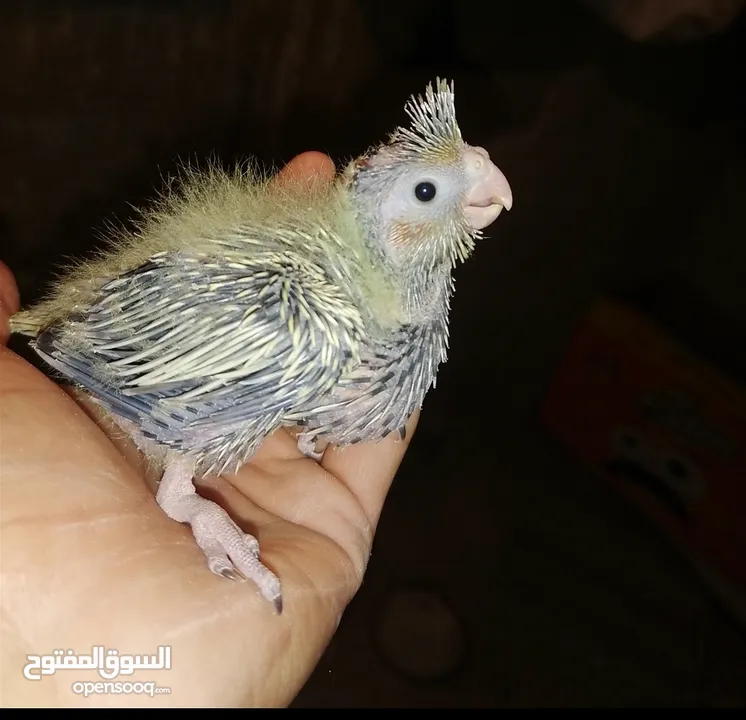 فراخ كوكتيل للزق اليدوي