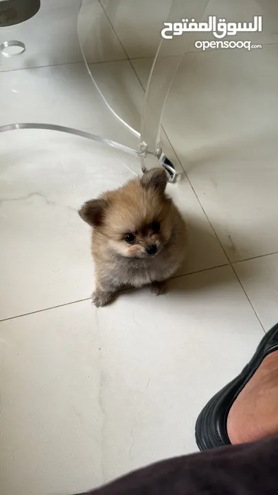 tea cup F3 Pomsky(Pomeranian /husky cross breed)puppies  and Pomeranian puppies available now