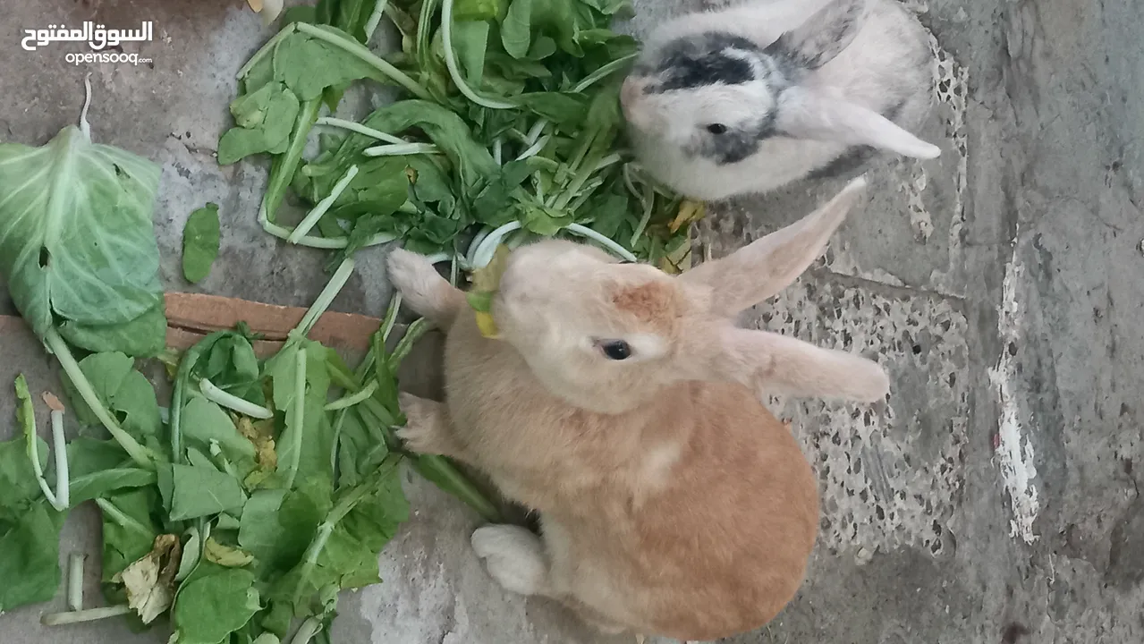 selll rabbits  Hollandi Bride  location ajman one pice 150.darhim pm me more info