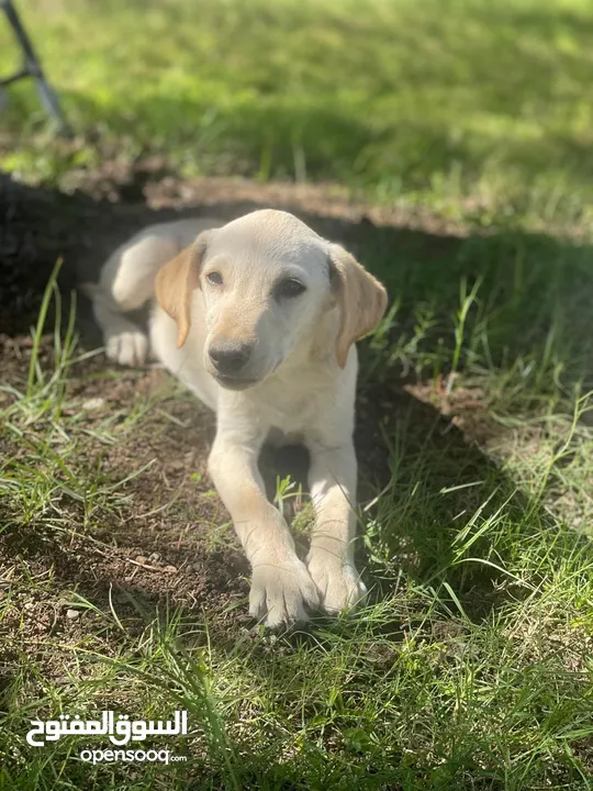 Pure Labrador