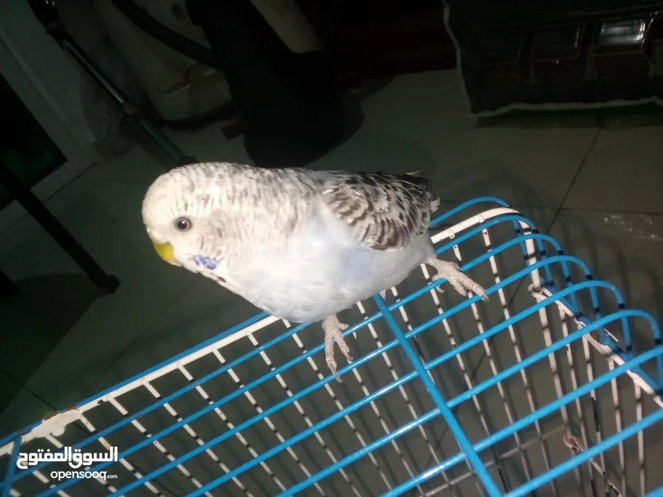 طيور حب للبيع جوز