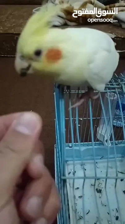 كوكتيل اليف اليف