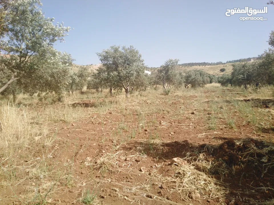 منبسطه مشجره زيتون بعد جامعه جرش مقابل ثغرة عصفور.