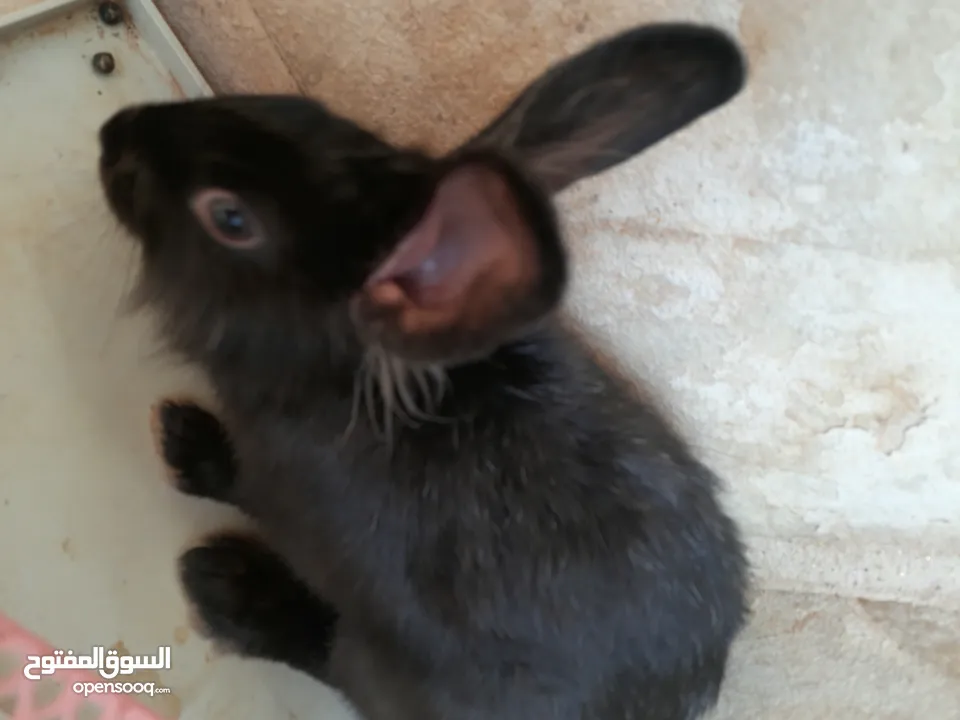 ارانب  lion head ذكور نوعهم راس الاسد Rabbits