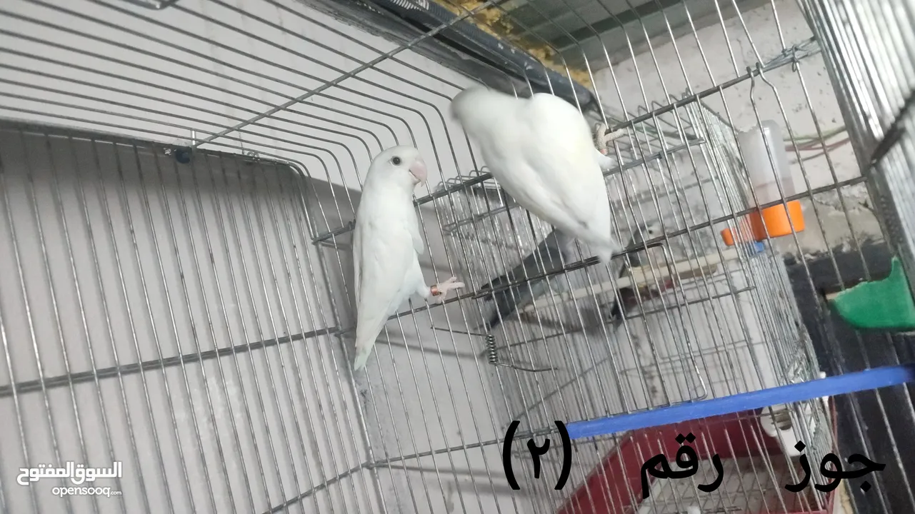 كوم كوكتيل و روز (ببغاوات)