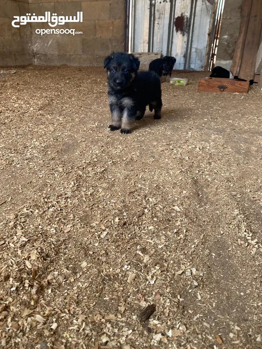 جراو جيرمن مستوى عالي وحبات بتجنن 35 يوم