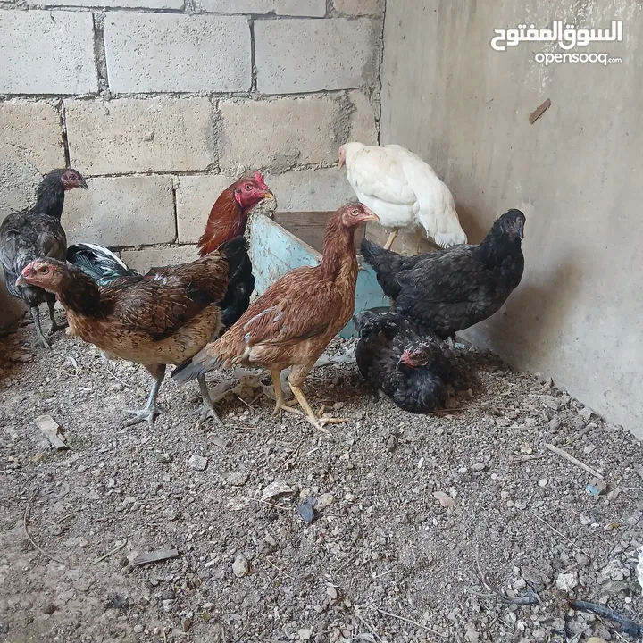 بيض دجاج باكستاني خط اول تبارك الله