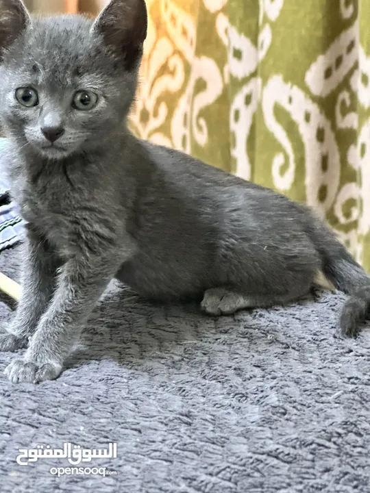 Russian blue kitten hypo allergenic