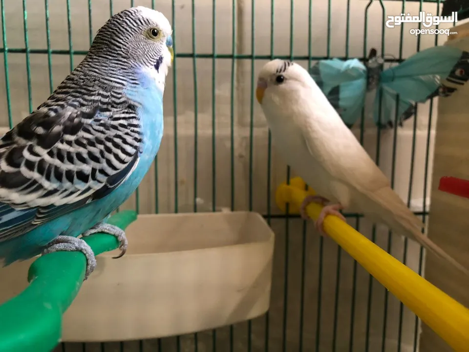 جوزين طيور حب مع قفص قابل لا التقسيم و كوخين