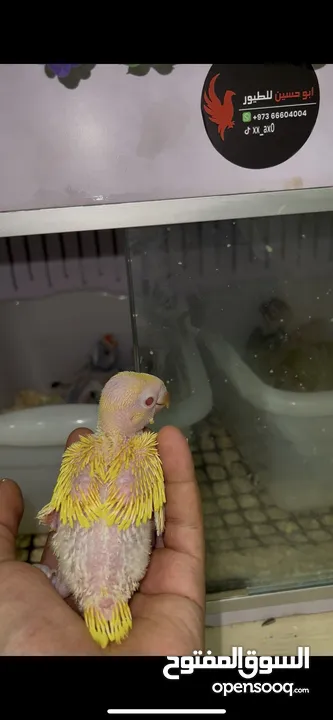 فروخ غر كنيورات ومتاتو