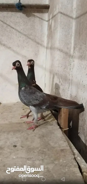 حمام شلبي جواز نخب أول