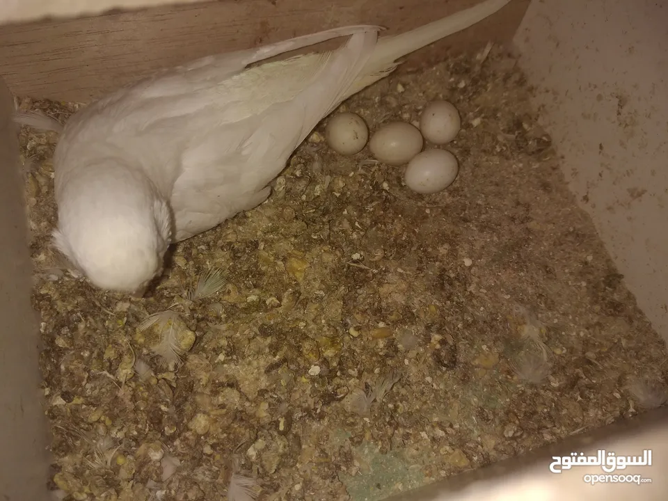 3 جواز حب مع فراخ  بيض مقفصات للبيع