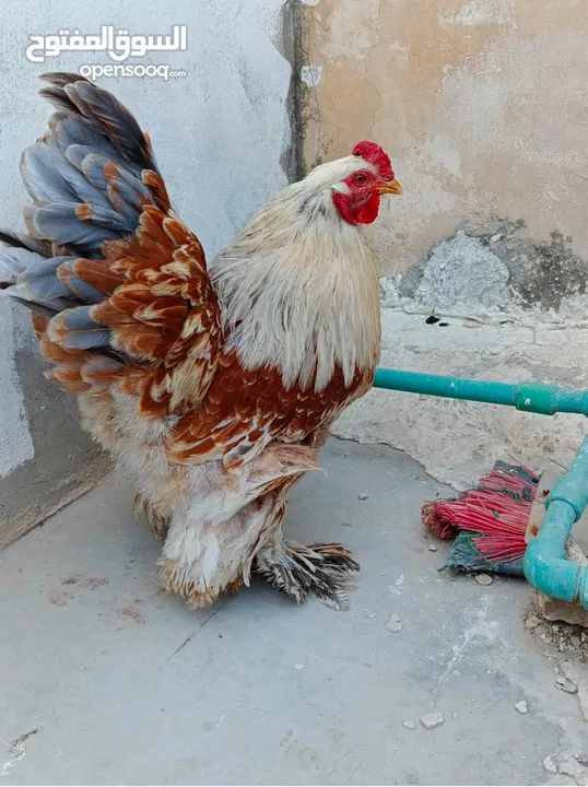 للبيع -ديوك (براهيمي )حجم كبير وفخم بسعر ولا بالخيال الواحد 20دينار والكوم 50 الحق حالك