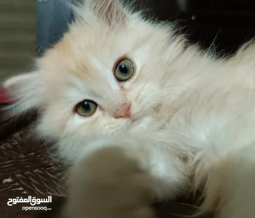قطط ذكور عمر 3 اشهر واحد همالايا شوكليت بلو بوينت وواحد بريتش ريد عيون خضراء والاتنين شعر طويل ناعم