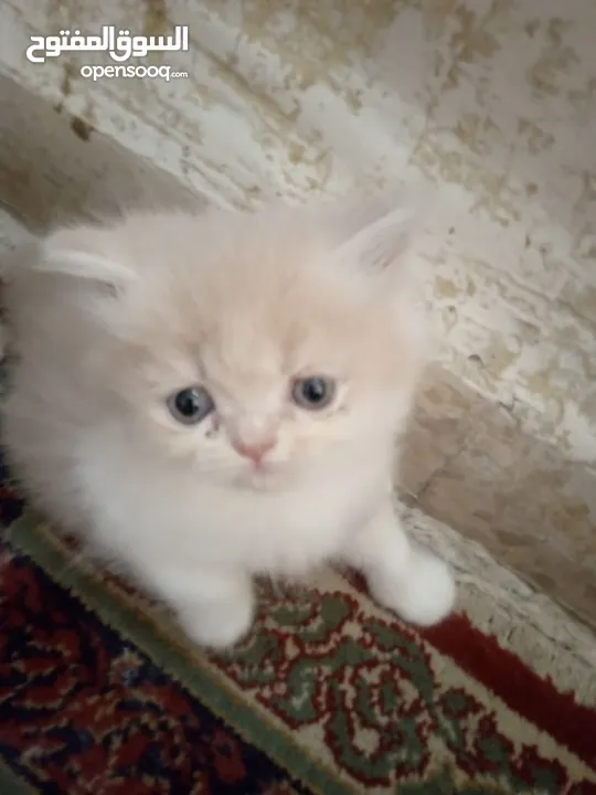 قطط للبيع همالايا للبيع ما شاء الله