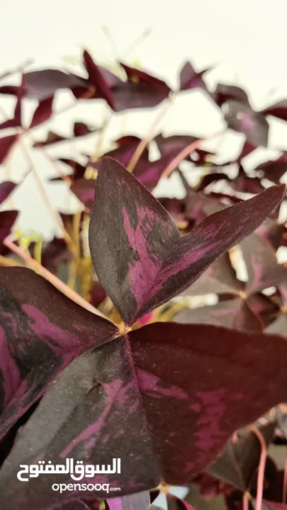 Oxalis Flowers - Large Pots