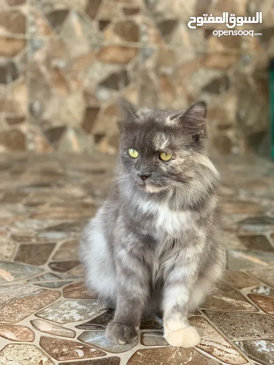قطه  شيرازي اصل
