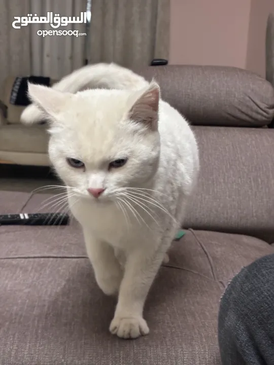 قط الانجورا التركي ابيضّ
