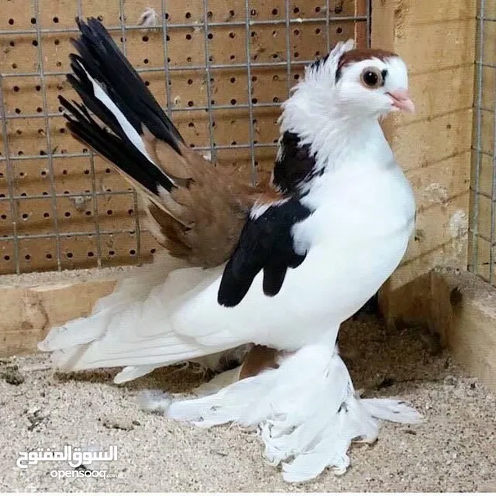 مطلوب حمام لبيع تعز
