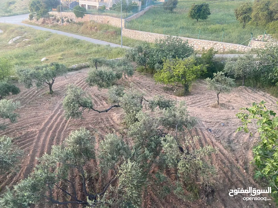 5.5 دونم مزرعة بالسلط باطلالة بانورما على فلسطين للبيع بسعر مغري قابل للتفاوض للجادين