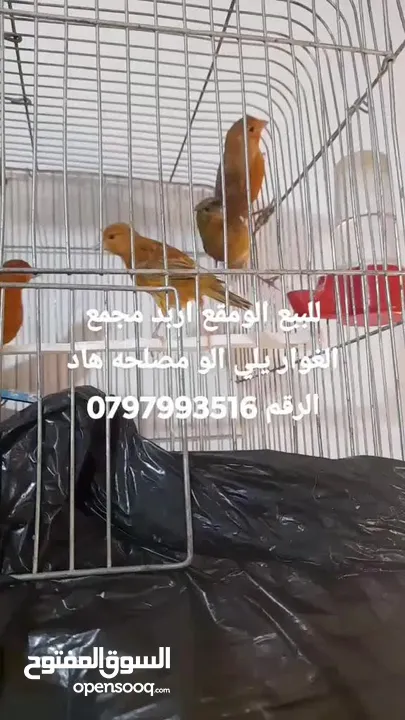 صلات النبي كوم كنار للبيع صحه ونضافه والوان بجنن