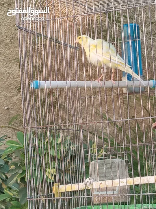 طيره للبيع