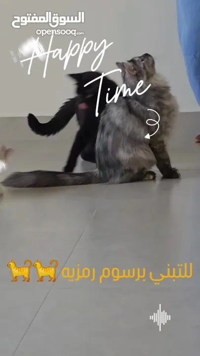 قطط كبيرة للتبني انواع مكس