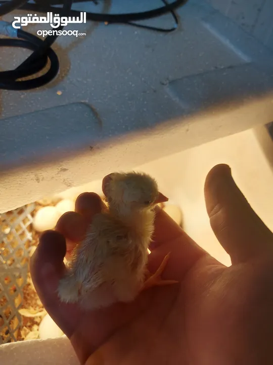 Chick 10+ days 10dh