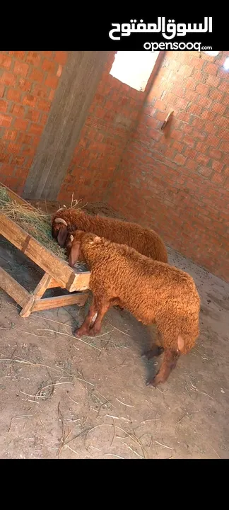 بسم الله الرحمن الرحيم  الخميس26/6/2025 متاح دكرين خشنين خروفين توام  النوع/رحماني غنم تربيه بيتي  ا