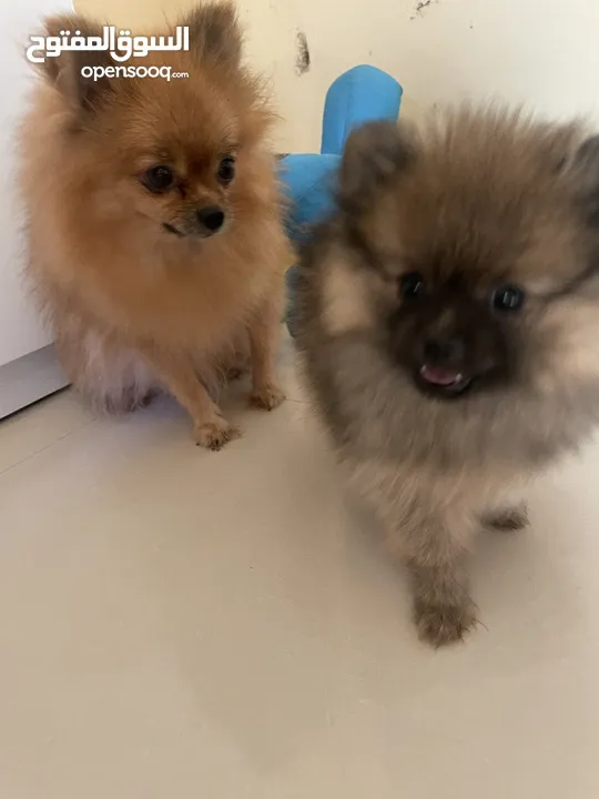 pomeranian female dog 2 months old كلب بومانارين انثى العمر شهرين للبيع