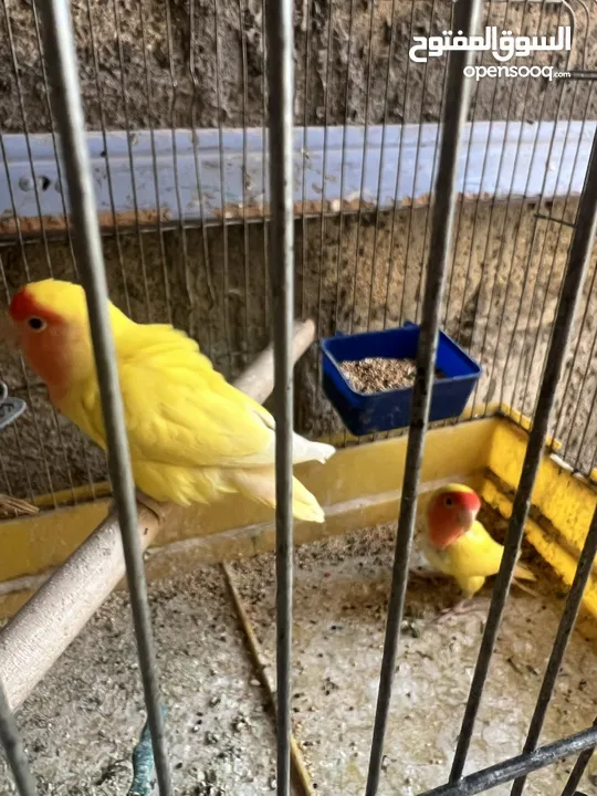 جوز روز لاتينيو انتاج ماكينة صلاة نبي