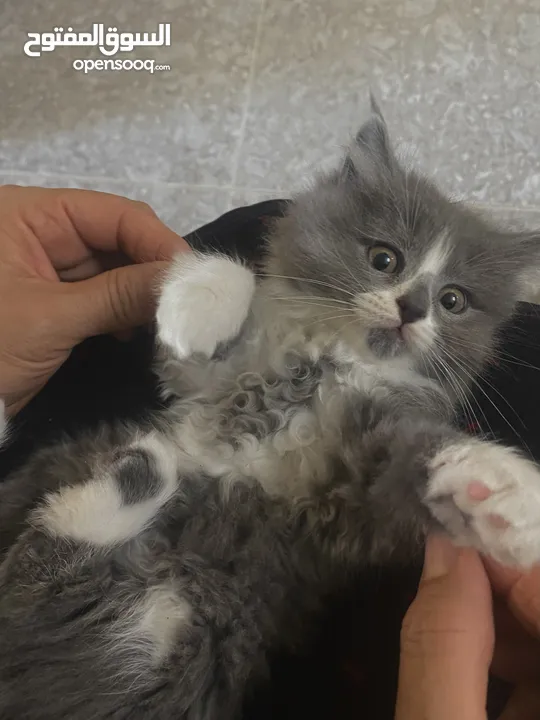 لونا النوع شيرازي هملايا انثى عمر شهرين