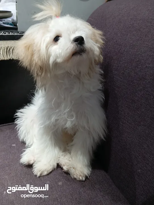 vaccinated Maltese dog كلب مالتيز متطعم