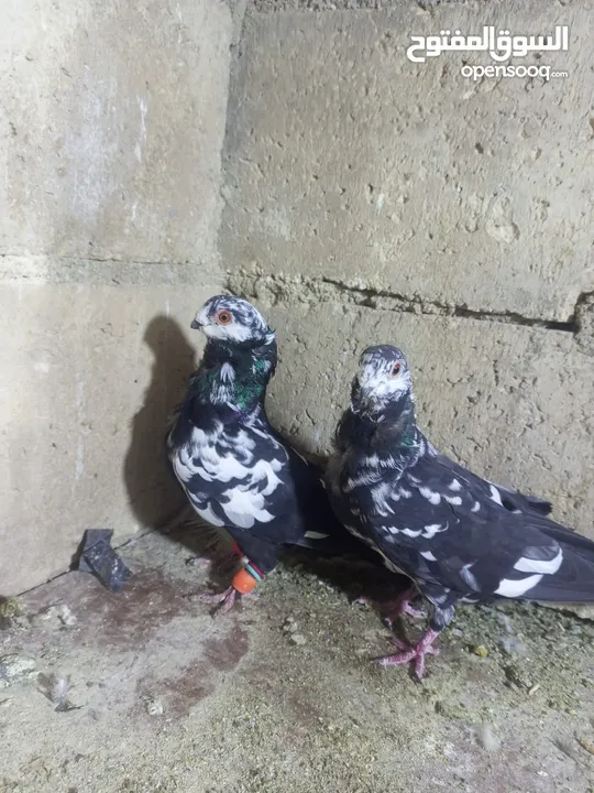 الحمام البيع في السلط