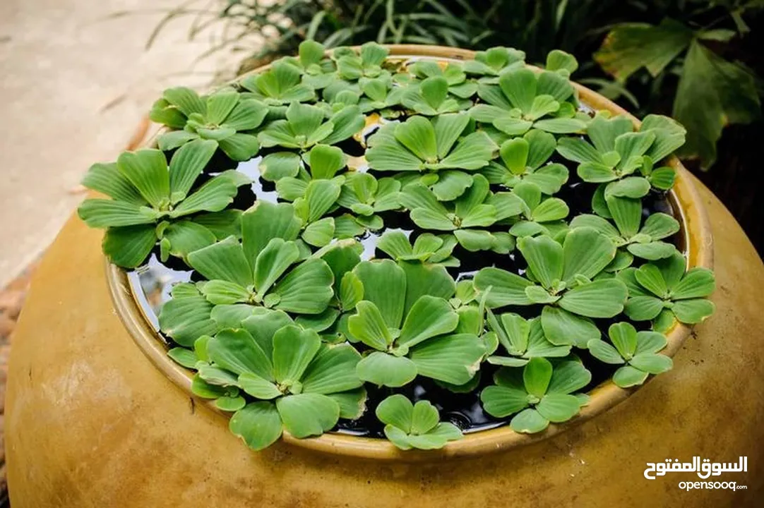 سمك ، نبات طافي طبيعي لأحواض السمك (مفيد للـ سمك) من نوع Dwarf water lettuce
