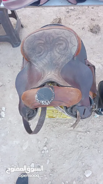 مطلوب خيل للبيع