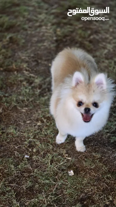 pomeranian female