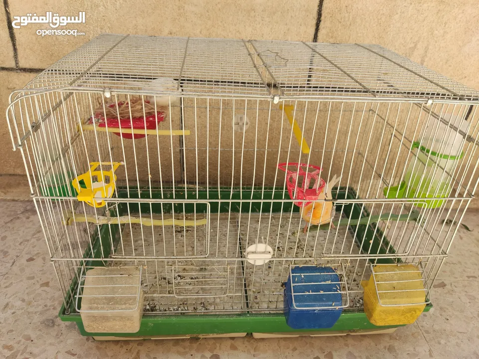 عصافير كناري للبيع