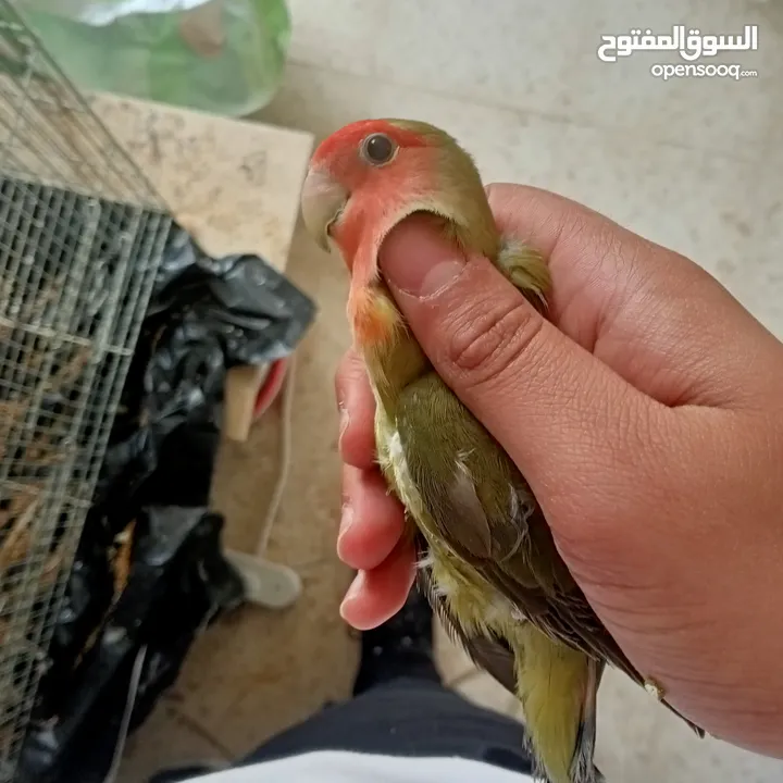 جوز روز شغال100٪