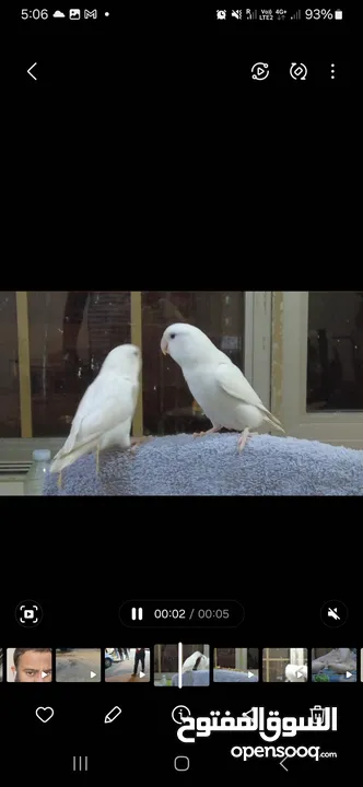 Tamed African love birds for sale